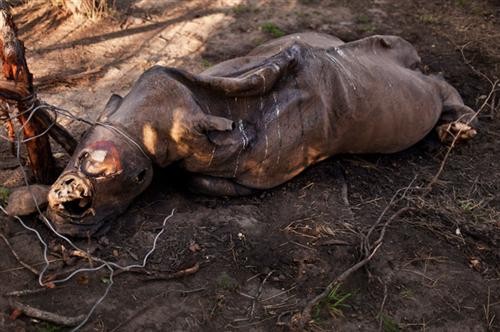 Chỉ tính riêng trong 6 năm qua, những kẻ săn trộm đã giết chết hơn 1.000 con tê giác ở châu Phi để lấy sừng, bán sang các nước châu Á, nơi mà bột sừng tê giác được cho là có tác dụng làm thuốc y học cổ truyền.