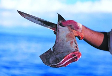 Nạn săn bắt để lấy vây cá mập đang khiến loài vật này có nguy cơ tuyệt chủng.