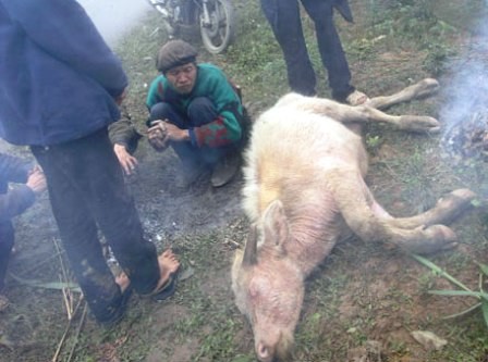 Trâu bò chết tại Thanh Hóa
