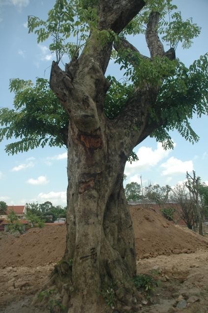 Theo như lời của các công nhân xây dựng ở đây cho biết thì: Đây là gốc cây Sưa tại khu nhà vườn của ông Bùi Thanh Quyến vào thời điểm đắt nhất có giá phải tính bằng đô la (USD)