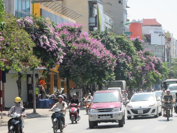 Con đường Kim Mã tím biếc hoa bằng lăng