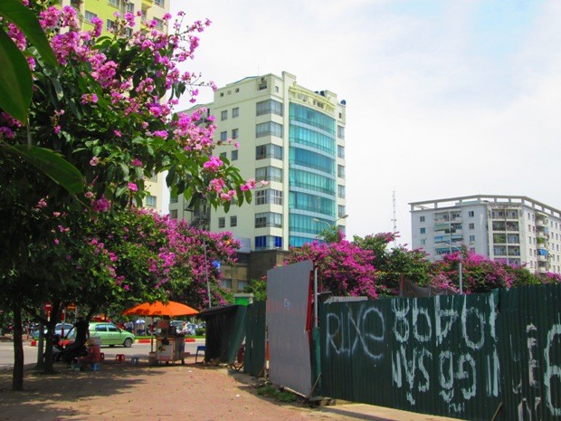 Một góc đường Trần Thái Tông
