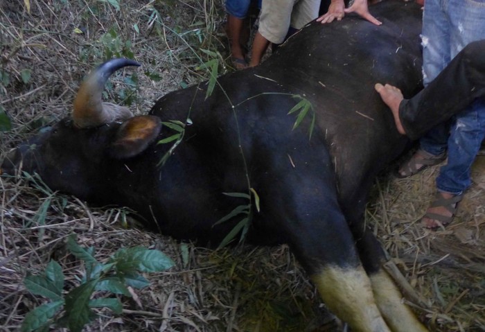 cá thể bò tót chết tại bụi tre ven sông