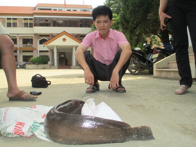 Chú cá đánh bắt được ở huyện Trà Lĩnh, Cao Bằng