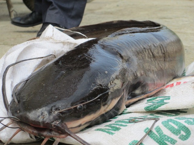 Con cá trê bắt được ở sông Bằng Giang, Cao Bằng
