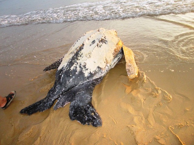 Rùa khủng được phát hiện cách hố cát 30m và đã thả về biển