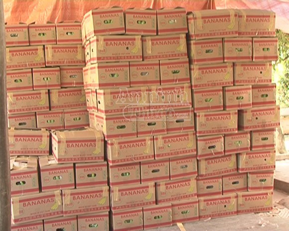 292 thùng chuối đã ngâm hóa chất chuẩn bị tung ra thị trường