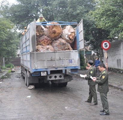 Lực lượng chức năng đang kiểm tra một vụ vận chuyển lô hàng cây cổ thụ làm cảnh.