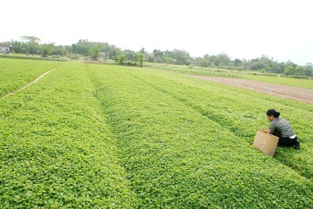 Một cánh đồng bạt ngàn rau má nổi tiếng gần 10 năm nay của làng Phước Yên