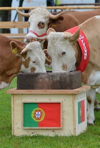 Những chú bò đã chọn Bồ Đào Nha.