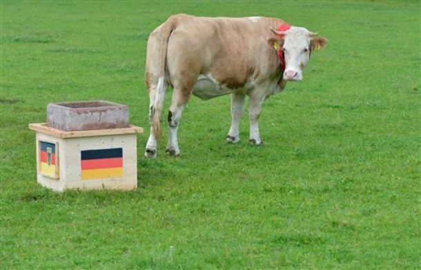 Chú bò này dã ngoảnh mặt với đội tuyển Đức.