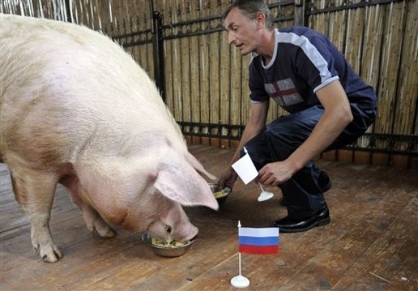 Tới lợn làm nhà "tiên tri". Chú lợn này đã dự đoán đúng kết quả trận Nga-CH Czech.