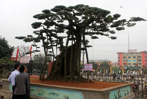 Cây sanh cổ có thế “Quần long phượng vũ” được định giá lên tới 1 triệu USD và được liệt vào hàng “độc nhất vô nhị” ở Việt Nam hiện nay