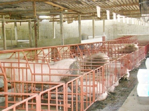 Dùng chất tạo nạc trong nuôi lợn khiến cả người nuôi và người mua bị thiệt hại. Ảnh: M.T.