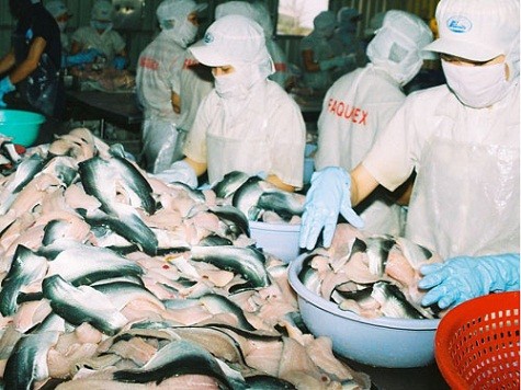 Người tiêu dùng Mỹ ngày càng ưa chuộng cá tra Việt Nam - Ảnh: Trung Hiếu