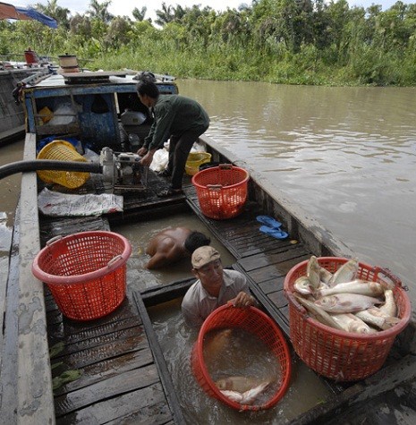 Nông dân nuôi cá điêu hồng nhưng không bán được vì tin nhiễm chất cấm. Chi cục Thủy sản Đồng Tháp bác bỏ tin này. Ảnh: Gia Bảo - Vnexpress