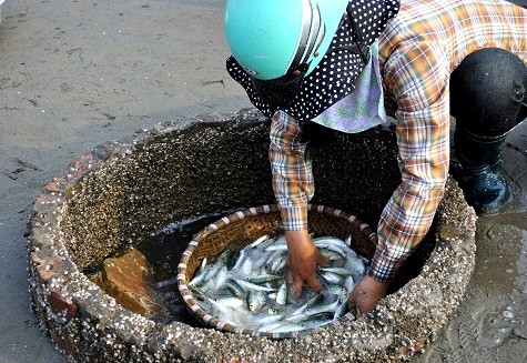 Tất cả hải sản được tập trung ngay trên bãi, được rửa qua nước ngọt tại các “giếng nước”.