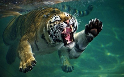 Một con hổ đang bơi dưới nước tại Vallejo California