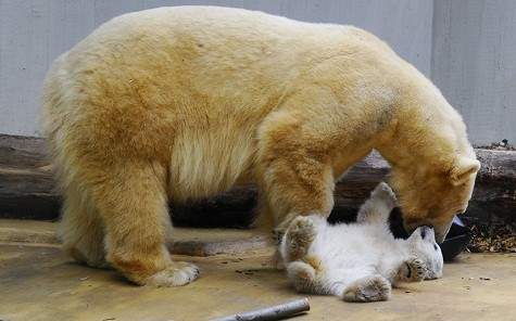 Gấu mẹ đang vui đùa cùng gấu con tại vườn bách thú Wuppeertal, Đức.