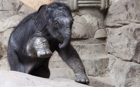 Con voi được giấu tên tại chuồng voi thuộc vườn thú Hagenbeck ở Hamburg, Đức. Con voi này nặng 100kg
