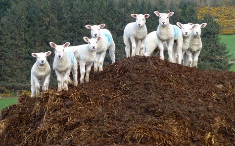 Đàn cừu đang ngắm người đi đường tại nông thôn Aberdeenshire, Durris