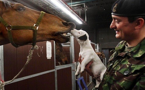 Đội trưỏng Owen Baynon Brown tại Wellingotn Baracks, Anh đang giới thiệu con chó của mình - Lord Percy cho con ngựa Tango