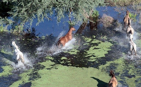 Nhyuwnxg con ngựa đang phi nước đại qua một khu vực bị ngập lụt tại Chaco, Paraguay. Hình ảnh sống động được chụp lại đẹp như một bức tranh.