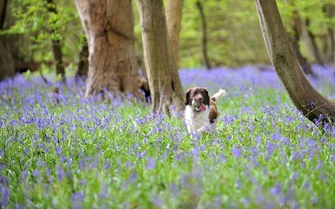 Một con chó đang chạy nhảy trên cánh đồng hoa tại Hutton Country Park, Essex