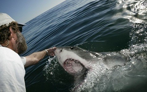 Tại Nam Phi, một người đàn ông đang chơi đùa cùng một con cá mập trắng - sát thủ số 1 của đại dương