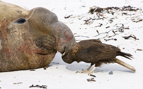 Con chim săn mồi đang làm công tác vệ sinh mũi miệng cho một người bạn khác loài tại Falklands