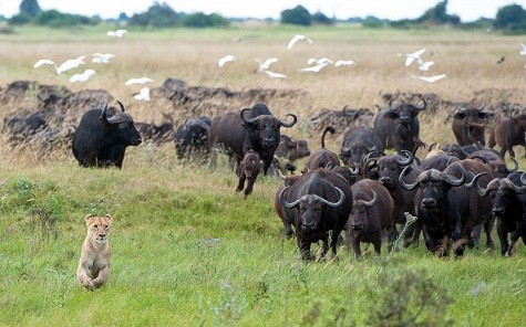 Một con sư tử đói bị đàn trâu hợp lực đuổi. Khoảng khắc đẹp này được nhiếp ảnh gia động vật hoang dã Brendon Cremer ghi lại trên hòn đảo Duba, Botswana