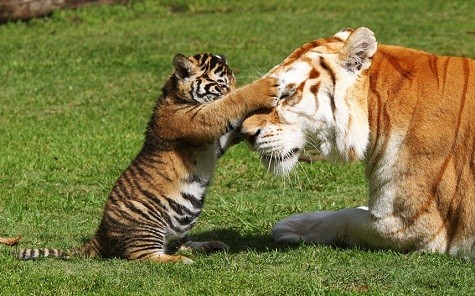Hổ con đang chơi đùa cùng hổ mẹ tại Queensland, Australia.