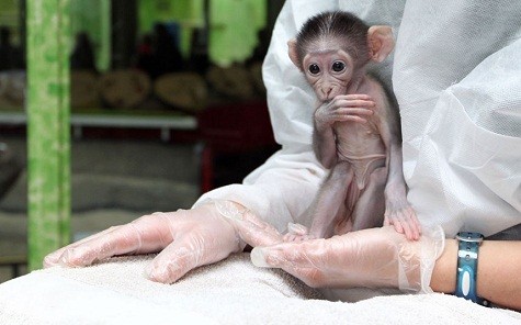 Một con khỉ bé bỏng bị mẹ của mình bỏ rơi đã được đem về nuôi vườn thú ở Paris Jardin des Plantes