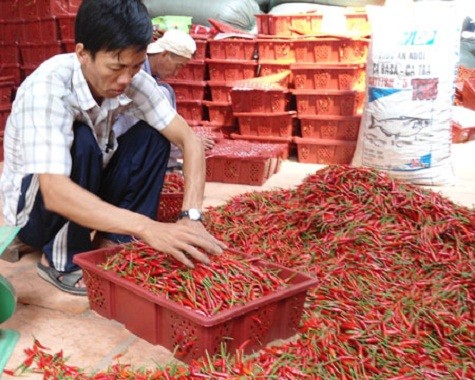 Chủ vựa ớt cũng gặp nhiều khó khăn khi thị trường xuất khẩu bấp bênh.