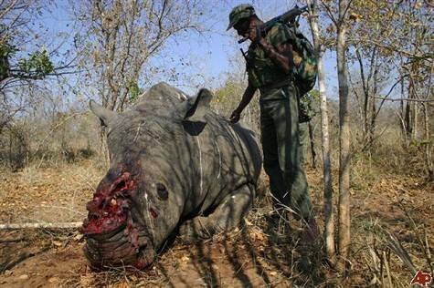 Tê giác bị sát hại dã man để lấy sừng. Nam phi sẽ xử lý nghiêm hành vi săn trộm tê giác để lấy sừng. (Ảnh: Internet)