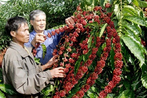 Cà phê Việt Nam được thị trường Mỹ ưa chuộng.