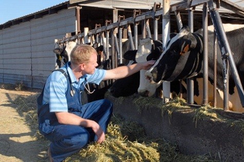 2. Nông dân vắt sữa bò Thu nhập dự kiến năm 2012: 33.119 USD. Thu nhập năm 2011: 32.114 USD. Tỷ lệ thay đổi: +3,1%. Nông dân vắt sữa bò thường có thu nhập thấp và phải chịu điều kiện làm việc nguy hiểm khi làm việc với những con vật to xác. Tai nạn có thể xảy đến bất cứ lúc nào, chẳng hạn bị bò cắn. Thông thường, họ phải kiên nhẫn vắt sữa bò trên đồng cỏ, dưới cái nắng chói chang oi bức hoặc nhiệt độ giá rét.