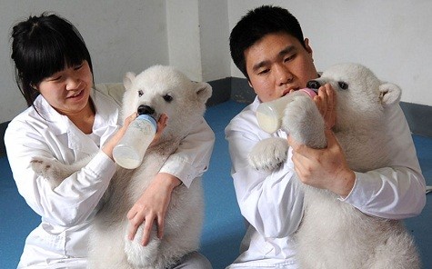 Hai con gấu bắc cực sinh đôi đang được chăm sóc ở Thiên Tân, Trung Quốc.