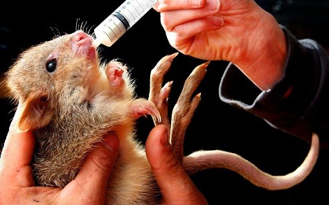 Một con chuột túi đang được cho ăn tại vườn bách thú thuộc tiếu bang Victoria, Australia. Khi phát triển đầy đủ nó sẽ mang kích thước của một con thỏ.