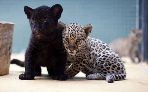 Ba con báo đốm được tìm thấy tại vườn thú ở Berlin. Một trong số 3 con có màu lông đen trong khi anh chị cuiar nó có màu lông đốm.