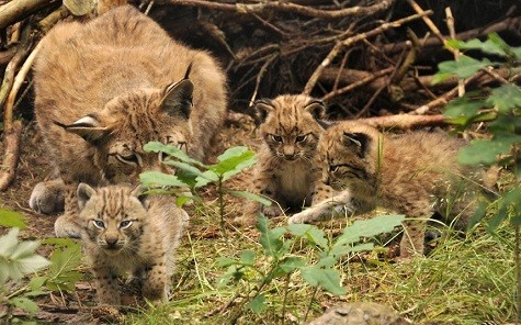 Ba con báo nhỏ đang đùa nghịch với mẹ tại khu dự trữ sinh quyển Schorfheide-Chorin trong Barnim, Đức.