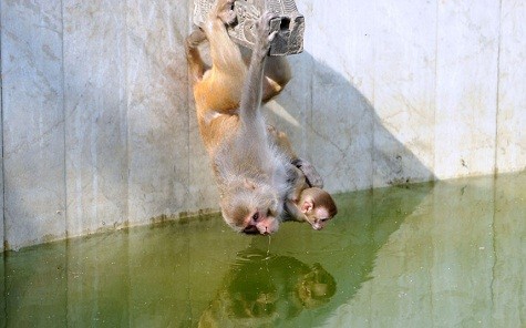 Một con khỉ và con của nó bị treo lộn ngược khi uống nước từ một cái ao tại khu vực Tháp Swayambhunath ở Kathmandu.