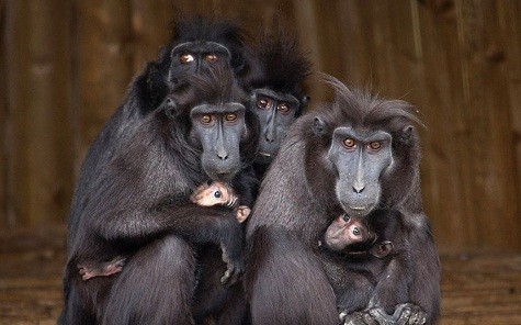 Bầy khỉ vượn đen của đảo Sulawesi của Indonesia