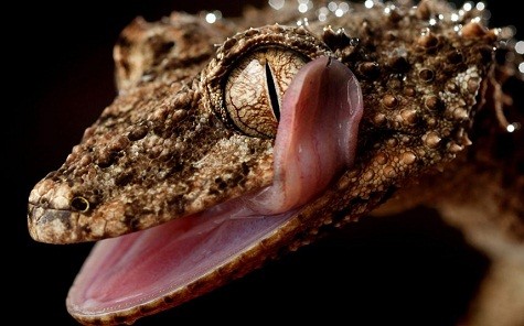 Một con tắc kè đang dùng lưỡi liếm mắt của mình tại vườn thú Victoria, Australia.