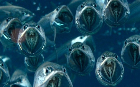 Những con cá thu Ấn Độ vừa bơi vừa mở miệng để ăn sinh vật phù du và ấu trùng trong nước. Hình ảnh được ghi lại bởi nhiếp ảnh gia, tiến sĩ Alex Tattersall.