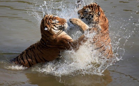 Hai con hổ chơi trong một hồ nước để giữ mát tại công viên Hoàng Sơn Mountain Tiger tại Hoàng Sơn, Trung Quốc.