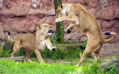 Hai con sư tử đấu tranh tại vườn thú ở Hanover, Đức.
