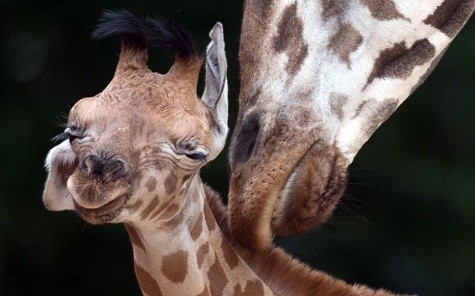 Con hươu cao cổ con mới sinh được mẹ chăm sóc tại vườn thú ở Hanover, miền tây nước Đức