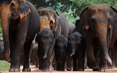 Đàn voi ở Sri Lanka