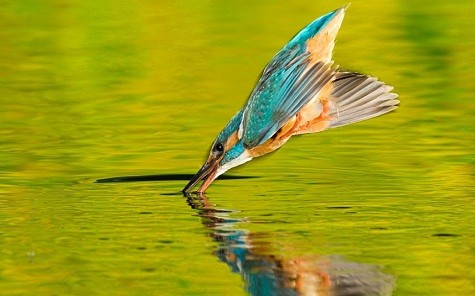 Con chim bói cá lao với tốc độ tên lửa xuống mặt nước để tìm bữa ăn tối.